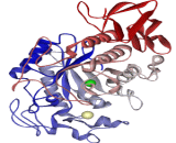 Amylase Beta (Amyb)