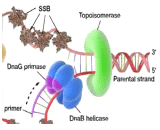 Anti-Scl-70 Antibody (Anti-Scl70)