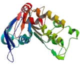 Antigen Peptide Transporter 1 (TAP1)