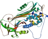 Antithrombin (AT)