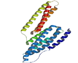 Apolipoprotein L (APOL1)