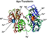 Apotransferrin (apoTf)