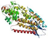 5-Lipoxygenase (5-LO)