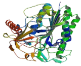 Arylsulfatase A (ARSA)