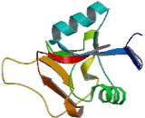 Asialoglycoprotein Receptor 2 (ASGR2)