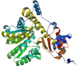 Aspartate Aminotransferase 2 (AST2)