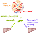 Asprosin