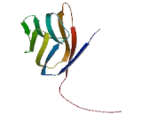 Signaling Lymphocytic Activation Molecule Family, Member 2 (SLAMF2)