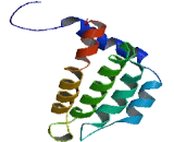 Bcl2 Like Protein 14 (BCL2L14)