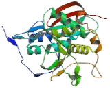 Beta-1,4-Galactosyltransferase 1 (b4GALT1)