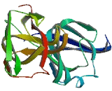Beta-Gamma-Crystallin Domain Containing Protein 3 (CRYbg3)