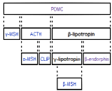 Beta-Lipotropic Hormone (bLPH)