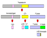 Beta-Melanocyte Stimulating Hormone (bMSH)