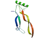 Bone Morphogenetic Protein 8B (BMP8B)