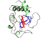 Bovine Serum Albumin (BSA)