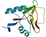 C-Type Lectin Domain Family 4, Member C (CLEC4C)