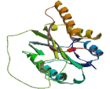 CASP8 And FADD Like Apoptosis Regulator (CFLAR)