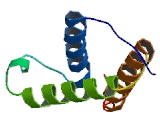 CREB Binding Protein (CREBBP)