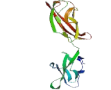 N-cadherin (NCAD)