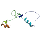 Placental Cadherin (P-cadherin)