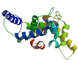 Calcium Binding Protein P22 (CHP)