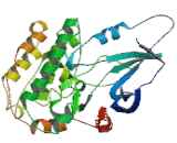 Calcium/Calmodulin Dependent Protein Kinase I (CAMK1)