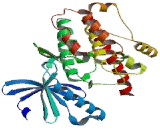 Calcium/Calmodulin Dependent Protein Kinase II Alpha (CAMK2a)