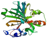 Carbonic Anhydrase I (CA1)