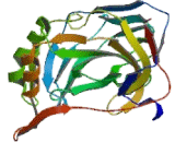 Carbonic Anhydrase VA (CA5A)