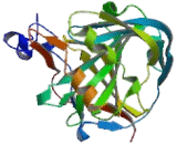 Carbonic Anhydrase VI (CA6)