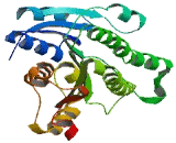 Carbonyl Reductase 2 (CBR2)