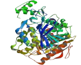 Carboxylesterase 2 (CES2)