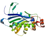 Carboxypeptidase, Vitellogenic Like Protein (CPVL)