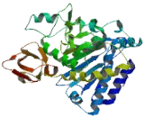 Carboxypeptidase X1 (CPX1)