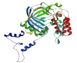 Catalase (CAT)