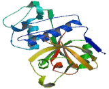 Cathepsin F (CTSF)