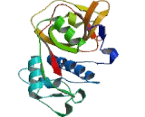 Cathepsin K (CTSK)