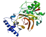 Cathepsin S (CTSS)