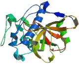 Cathepsin V (CTSV)