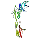 Cell Adhesion Molecule 2 (CADM2)