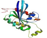 Cell Division Cycle Protein 42 (CDC42)