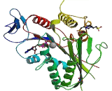 Centromere Protein E (CENPE)