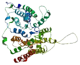 Ceroid Lipofuscinosis Neuronal Protein 7 (CLN7)