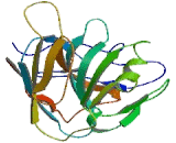 Chemokine C-X-C-Motif Ligand 16 (CXCL16)