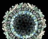 Chikungunya Virus (CHIKV)