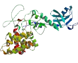 Chimerin 1 (CHN1)