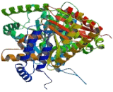 Choline Acetyltransferase (ChAT)