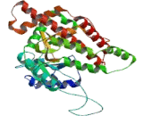 Choline Kinase Alpha (CHKa)