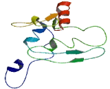 Coiled Coil Domain Containing Protein 184 (CCD<b>C184</b>)