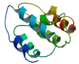 Chromosome 17 Open Reading Frame 67 (C17orf67)